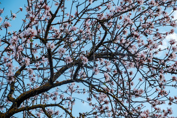 Flores de almendro sobre cielo azul