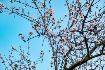 Flores de almendro sobre cielo azul