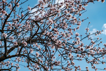 Flores de almendro sobre cielo azul