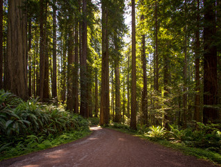 Redwood forest