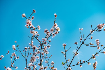 Flores de almendro sobre cielo azul