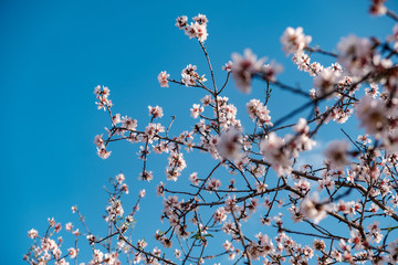 Flores de almendro sobre cielo azul