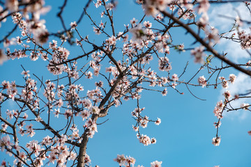Flores de almendro sobre cielo azul