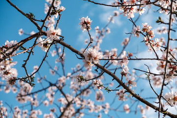 Flores de almendro sobre cielo azul