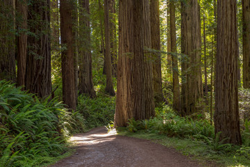 Redwood forest