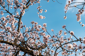 Flores de almendro sobre cielo azul