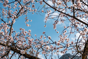 Flores de almendro sobre cielo azul