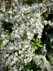 white flowers of a tree in spring