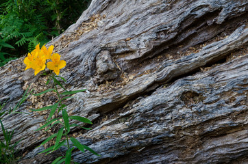 Peruvian lily Alstroemeria aurea and tree trunk.