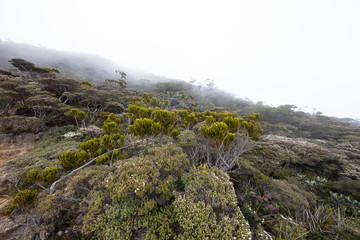 Climbing Mount Kinabalu, Sabah, Borneo, Malaysia. The highest mountain in south east Asia, near the city of Kota Kinabalu. From jungle at the foot of the mountain, to the barren vegetation at the peak