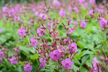 Rock Cranes-Bill, Hardy Geranium, Wild Geranium 'Czakor' (Geranium macrorrhizum)