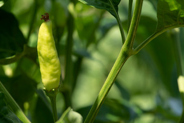 Closeup,young chili green growing on a branch in garden,fresh organic vegetables.