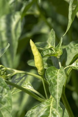 Closeup,young chili green growing on a branch in garden,fresh organic vegetables.