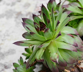 Green succulent plant in a garden