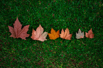 Composition with different colorful autumn leaves 