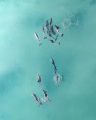 Gordijnen Dolphins in Jervis Bay © Benjamin