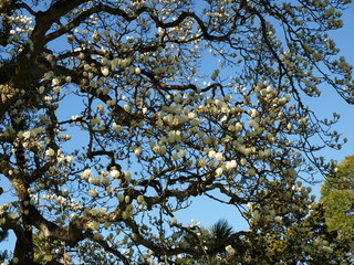 Magnolia grandiflora blanc