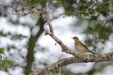 Magellan thrush Turdus falcklandii magellanicus on a tree branch.