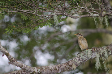 Magellan thrush Turdus falcklandii magellanicus on a tree branch.