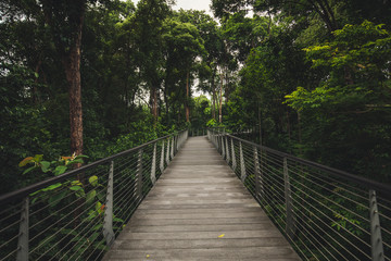 Singapore tropical botanical garden skywalk. It is one of three gardens, and the only tropical garden, to be honoured as a UNESCO World Heritage Site