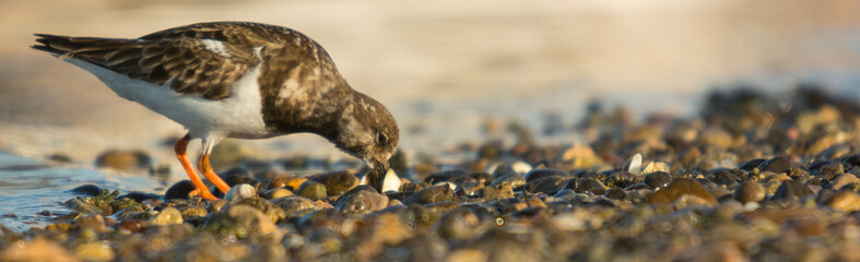 Ruddy turnstone (Arenaria interpres)