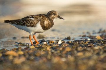 Ruddy turnstone (Arenaria interpres)