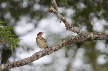 Magellan thrush Turdus falcklandii magellanicus on a tree branch.