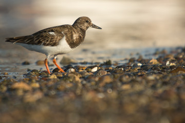 Ruddy turnstone (Arenaria interpres)