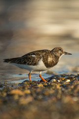 Ruddy turnstone (Arenaria interpres)
