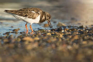 Ruddy turnstone (Arenaria interpres)