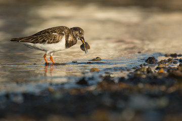 Ruddy turnstone (Arenaria interpres)