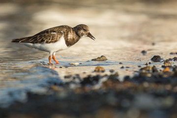 Ruddy turnstone (Arenaria interpres)