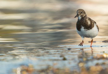 Ruddy turnstone (Arenaria interpres)