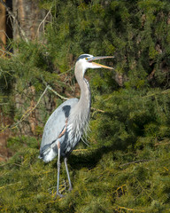Great blue heron opens its beak.