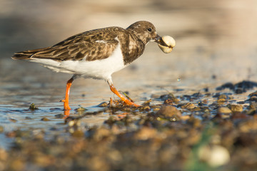 Ruddy turnstone (Arenaria interpres)