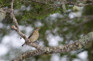 Magellan thrush Turdus falcklandii magellanicus on a tree branch.