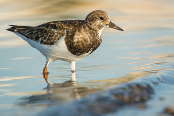 Ruddy turnstone (Arenaria interpres)