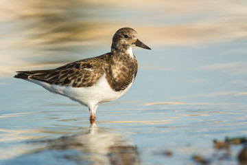 Ruddy turnstone (Arenaria interpres)