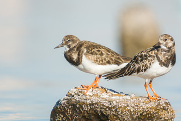 Ruddy turnstone (Arenaria interpres)