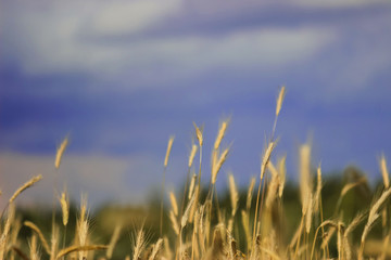 Obraz premium Stormy sky on a background of ripe yellow wheat in the field.