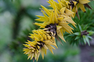 Branch of monkey puzzle tree Araucaria araucana.