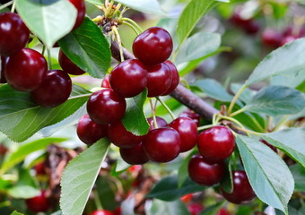 Cherry/Cherry tree in the sunny garden. Red and sweet cherries on a branch just before harvest in...