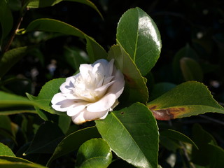 Fototapeta na wymiar Camellia japonica