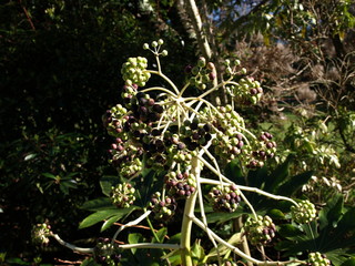 Fatsia japonica Aralia du Japon
