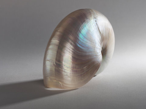 Nautilus blanco nacarado