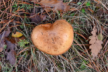 Mushroom suillus bovinus growing in the forest (Suillus bovinus).