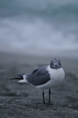 Grey Gull in the Sand 3
