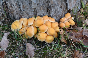 Sulfur tuft  on a tree stump, Hypholoma fasciculare, Mushrooms