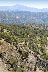 Naklejka premium Wald und Zedern Landschaft der Insel Zypern im Gebirge 