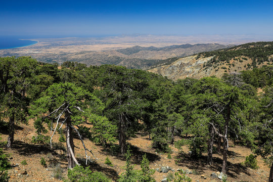 Wald und Zedern Landschaft der Insel Zypern im Gebirge 